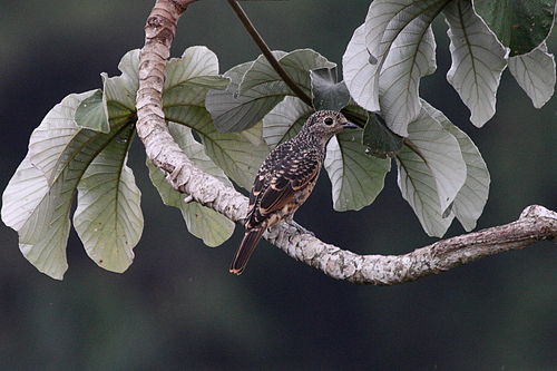 Blue cotinga